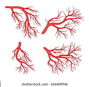 Human Vein Set Vector Symbol Icon Design. Beautiful Illustration Isolated On White Background
