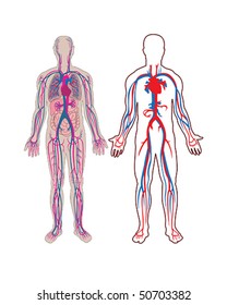 Human vein in vector