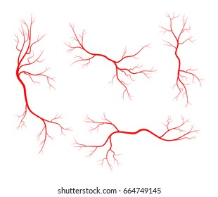 Human vein, vessel set vector symbol icon design. Beautiful illustration isolated on white background