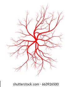 Vena humana, diseño de icono de símbolo vectorial del buque. Hermosa ilustración aislada en fondo blanco