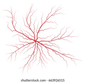 Human vein, vessel vector symbol icon design. Beautiful illustration isolated on white background