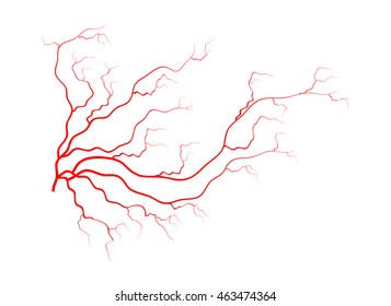 human veins, red blood vessels design. Vector illustration isolated on white background