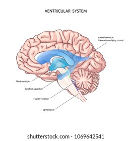 The human ventricular system. Brain anatomy. the third ventricle, the cerebral aqueduct, the fourth ventricle, and the spinal canal. the power of the brain. brain fluid
 svg