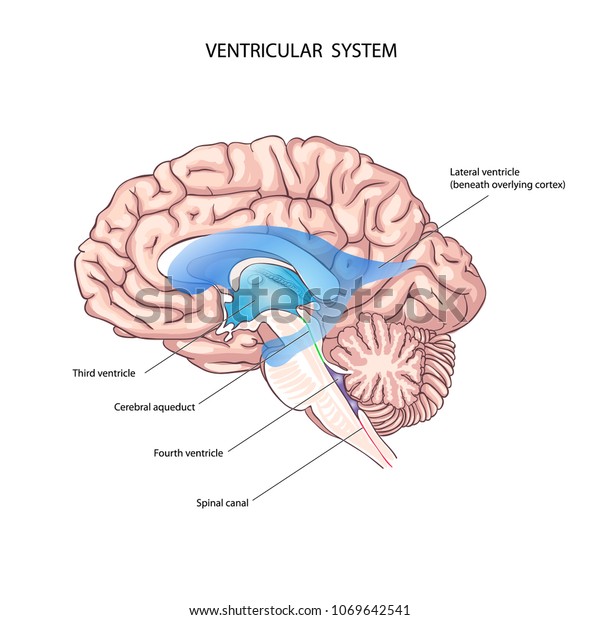 Brain Ventricles Anatomy - Anatomy Drawing Diagram