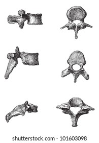 Human Vertebrae, side view (Left) and top view (right) of the Lumbar Vertebrae (top), Dorsal Vertebrae (middle), and Cervical Vertebrae (bottom), illustration. Dictionary of Words and Things - 1895