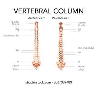 Human vertebral column in anterior posterior view, Intervertebral disc with spine parts labeled. Vector flat realistic in beige brown colour style concept illustration isolated on white background.