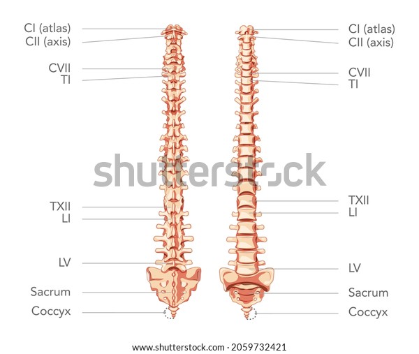 Human Vertebral Column Anterior Posterior View Stock Vector (Royalty ...