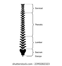 Human vertebral column. Cervical spine, thoracic spine, lumbar spine, Sacrum and coccyx. Bones of spine. Scientific resources for teachers and students. Vector illustration on white background.