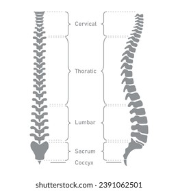 Human vertebral column. Cervical spine, thoracic spine, lumbar spine, Sacrum and coccyx. Bones of spine. Scientific resources for teachers and students. Vector illustration on white background.