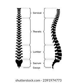 Human vertebral column. Cervical spine, thoracic spine, lumbar spine, Sacrum and coccyx. Bones of spine. Scientific resources for teachers and students. Vector illustration on white background.