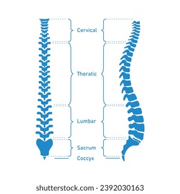 Columna vertebral humana. Espina cervical, espina torácica, espina lumbar, Sacro y cocix. Huesos de columna vertebral. Recursos científicos para profesores y estudiantes. Ilustración vectorial sobre fondo blanco.