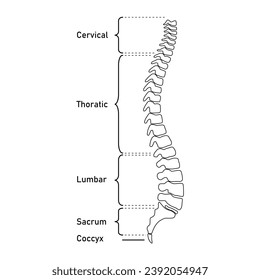 Columna vertebral humana. Espina cervical, espina torácica, espina lumbar, Sacro y cocix. Huesos de columna vertebral. Recursos científicos para profesores y estudiantes. Ilustración vectorial sobre fondo blanco.