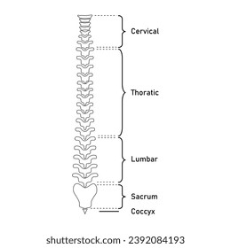 Human vertebral column. Cervical spine, thoracic spine, lumbar spine, Sacrum and coccyx. Bones of spine. Scientific resources for teachers and students. Vector illustration on white background.