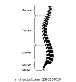 Columna vertebral humana. Espina cervical, espina torácica, espina lumbar, Sacro y cocix. Huesos de columna vertebral. Recursos científicos para profesores y estudiantes. Ilustración vectorial sobre fondo blanco.