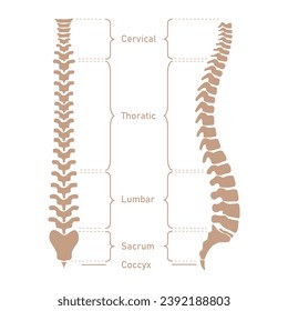 Human vertebral column. Cervical spine, thoracic spine, lumbar spine, Sacrum and coccyx. Bones of spine. Scientific resources for teachers and students. Vector illustration on white background.