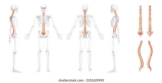 Human vertebral column front back side view with partly transparent skeleton position, spinal cord, thoracic lumbar spine, sacrum. Vector flat natural colors, realistic isolated illustration anatomy 