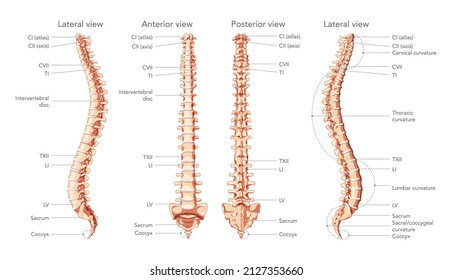 7 Spinal Cord Without Labels Images, Stock Photos & Vectors | Shutterstock