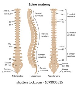 Spine Anatomy High Res Stock Images Shutterstock