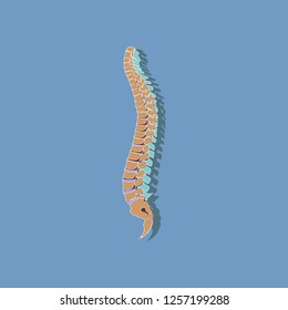 human vertebral column paper sticker on solid background