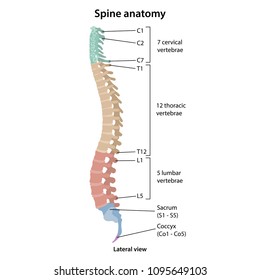 Human vertebral column in profile with main parts labeled. Vector illustration