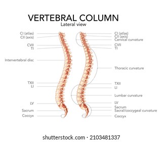 Human vertebral column side lateral view with main parts labeled, with and without Intervertebral disc. Vector flat realistic concept illustration in natural colors, spine isolated on white background