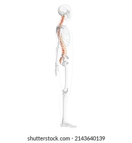 Human vertebral column side lateral view with partly transparent skeleton position, spinal cord, thoracic lumbar spine, sacrum. Vector flat natural colors, realistic isolated illustration anatomy 