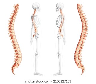 Human vertebral column side view with partly transparent skeleton position, spinal cord, thoracic lumbar spine, sacrum and coccyx. Vector flat natural colors, realistic isolated illustration anatomy 