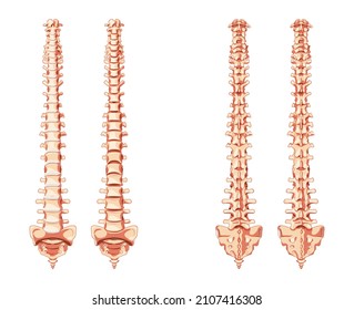 7 Spinal Cord Without Labels Images, Stock Photos & Vectors | Shutterstock