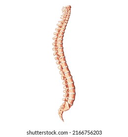 The human vertebral column spine anatomy side lateral with Intervertebral disc. Vector flat 3D realistic concept illustration in natural colors, spine isolated on white background.
