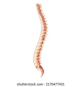 The human vertebral column spine anatomy side lateral with Intervertebral disc. Vector flat 3D realistic concept illustration in natural colors, spine isolated on white background.