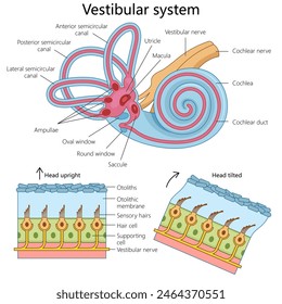 sistema vestibular humano, destacando su estructura y componentes con fines educativos diagrama de estructura dibujado a mano Ilustración vectorial esquemática. Ilustración educativa de ciencias médicas