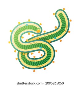 Human virus composition with isolated image of ebola bacteria vector illustration