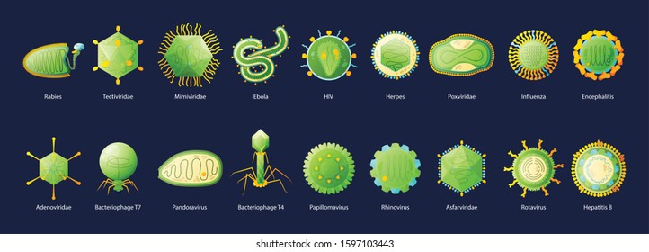 Human viruses set with hiv ebola influenza hepatitis green educative chart with names black background vector illustration  