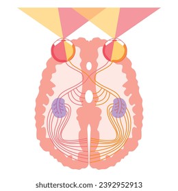 The human visual system pathway. The visual pathway from the eye to the brain. Scientific resources for teachers and students.