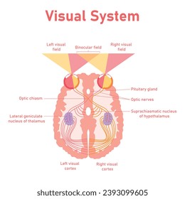 The human visual system pathway. The visual pathway from the eye to the brain. Right and left visual cortex. Binocular field. Suprachiasmatic nucleus of hypothalamus. Optic nerves. Optic chaism.