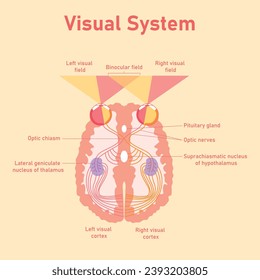 El camino del sistema visual humano. La vía visual desde el ojo hasta el cerebro. Corteza visual derecha e izquierda. Campo binocular. Núcleo suprachiasmático del hipotálamo. Nervios ópticos. Chaismo óptico.