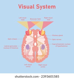 El camino del sistema visual humano. La vía visual desde el ojo hasta el cerebro. Corteza visual derecha e izquierda. Campo binocular. Núcleo suprachiasmático del hipotálamo. Nervios ópticos. Chaismo óptico.