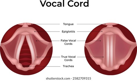 Human Vocal Cord Anatomy Design Vector Illustration