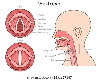 Diagrama de estructura de cuerdas vocales humanas dibujado a mano ilustración esquemática de vector. Ilustración educativa de ciencias médicas