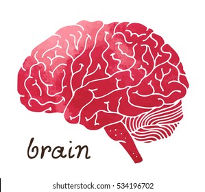 Human watercolor brain, hand drawn vector illustration