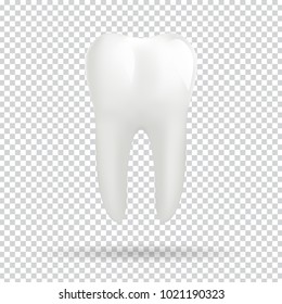 Human white molar tooth. Realistic vector illustration.