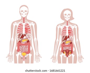Human woman and man skeleton and internal organs anatomy front view. Vector flat illustration of skull and bones, abdominal organs. isolated on white. Medical, educational or science banner
