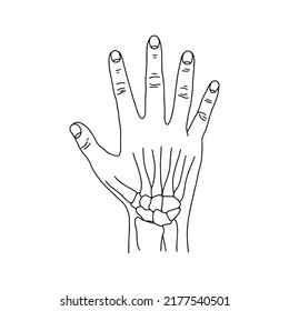 Human wrist bones and hand silhouette. Outline, anatomical, hand illustration on white background. Vector Stock.