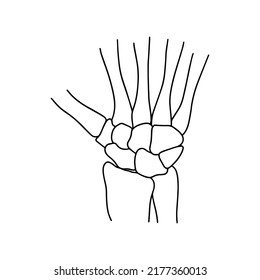 Human wrist bones. Outline, anatomical, hand drawn illustration on white background. Vector Stock.