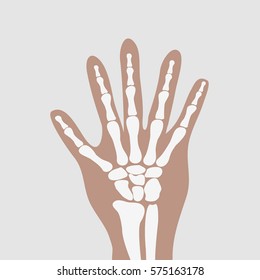 human wrist hands bones - vector