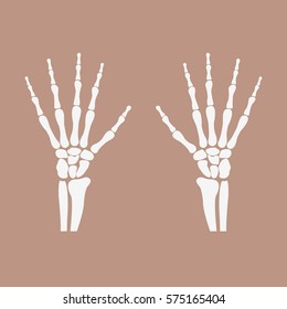 human wrist hands bones - vector