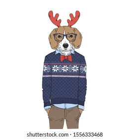 Humanized Beagle breed dog dressed up in Christmas outfits. Design for dogs lovers. Fashion anthropomorphic doggy illustration. Animal wear jacquard pullover, tie bow, glasses, deer horns. Hand drawn