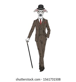 Humanized Italian Greyhound breed dog dressed up in vintage outfits. Design for dogs lovers. Fashion anthropomorphic doggy illustration. Animal wear suit, tie, glasses, walking stick. Hand drawn