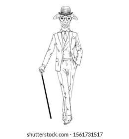 Humanized Italian Greyhound breed dog dressed up in vintage outfits. Design for dogs lovers. Fashion anthropomorphic doggy illustration. Animal wear suit, tie, glasses, walking stick. Hand drawn