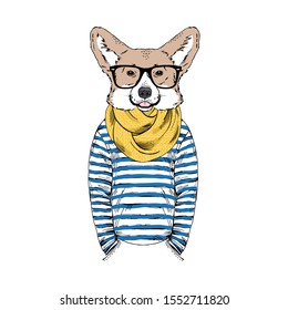 Humanized Welsh Corgi breed dog dressed up in navy outfits. Design for dogs lovers. Fashion anthropomorphic doggy illustration. Animal wear stripy frock, knitted scarf and glasses. Hand drawn vector.